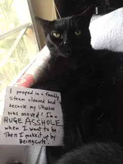 CAT FRIDAY: Cat Shaming