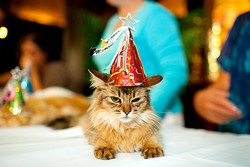CAT FRIDAY: Cats in Hats