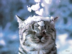 CAT FRIDAY: Cats in snow edition
