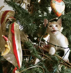 CAT FRIDAY: Christmas Cats Edition