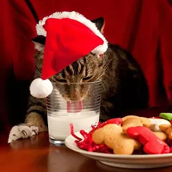 CAT FRIDAY: Christmas Cats Edition