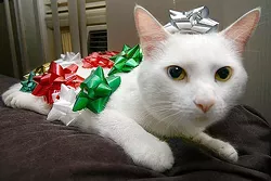 CAT FRIDAY: Christmas Cats Edition