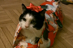 CAT FRIDAY: Christmas Cats Edition