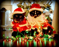 CAT FRIDAY: Christmas Cats Edition