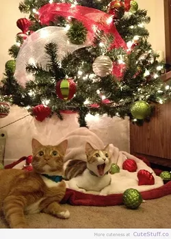 CAT FRIDAY: Christmas Cats Edition