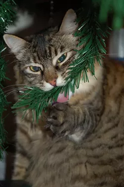 CAT FRIDAY: Christmas Cats Edition