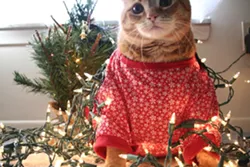 CAT FRIDAY: Christmas Cats Edition