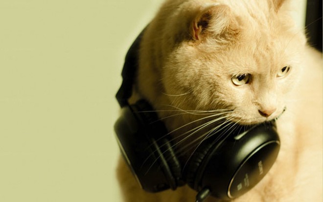 CAT FRIDAY: DJ cats edition