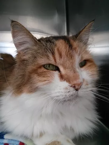 CAT FRIDAY: It's Adopt a Senior Pet Month, and Star needs a home