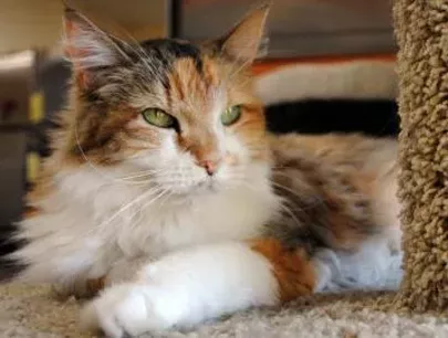 CAT FRIDAY: Local pet adoption and fundraiser events this weekend