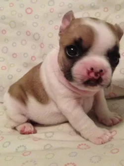CAT FRIDAY: Meet Lentil in a dog-takeover special edition of Cat Friday