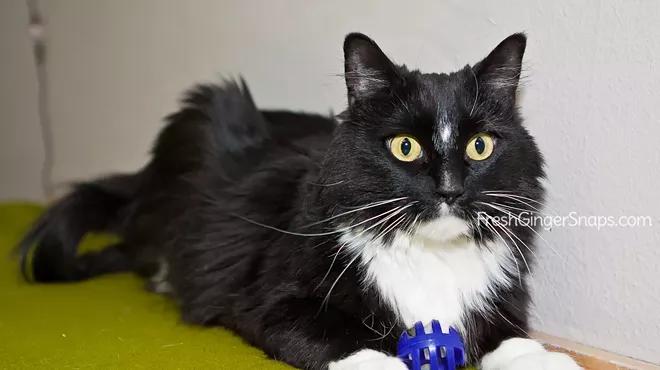 Image: CAT FRIDAY: Meet Princess
