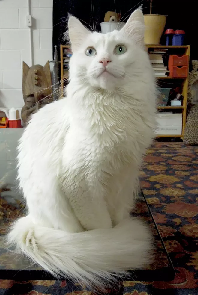 CAT FRIDAY: Meet the cats of Spokane Vintage Warehouse