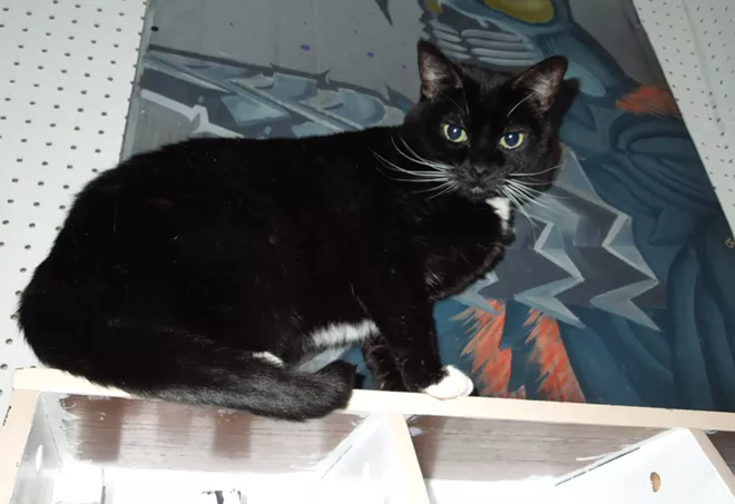 CAT FRIDAY: Meet the cats of Spokane Vintage Warehouse