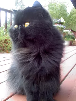 CAT FRIDAY: Meet The Inlander staffer's kitties