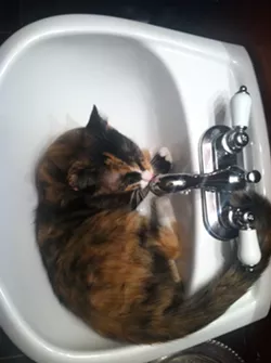 CAT FRIDAY: Meet The Inlander staffer's kitties