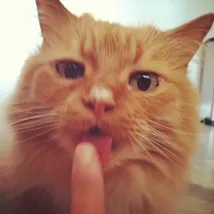 CAT FRIDAY: Meet The Inlander staffer's kitties
