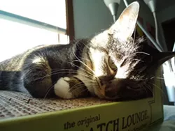 CAT FRIDAY: Meet The Inlander staffer's kitties