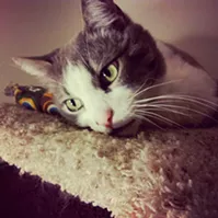 CAT FRIDAY: Meet The Inlander staff's kitties, Part II
