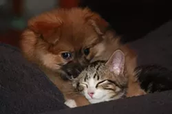 CAT FRIDAY: Meet The Inlander staff's kitties, Part II