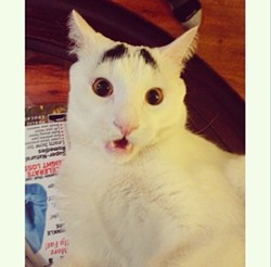 CAT FRIDAY: Meet the Internet's next big viral kitty: Sam the Eyebrow Cat