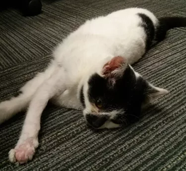 CAT FRIDAY: Panda, the Lucky Kitten
