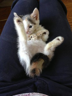 CAT FRIDAY: Saltwater Taffy the "lobster claw" kitten will steal your heart