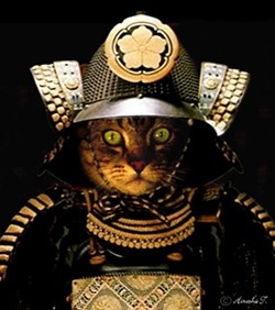 CAT FRIDAY: Samurai Cat Edition