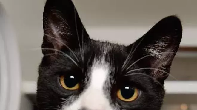 Image: CAT FRIDAY: SCRAPS waives cat adoption fees this weekend