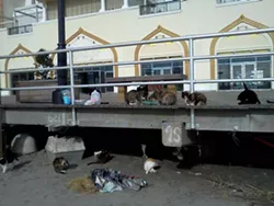 CAT FRIDAY: The cats of Superstorm Sandy