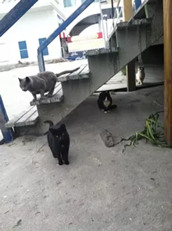 CAT FRIDAY: The cats of Superstorm Sandy