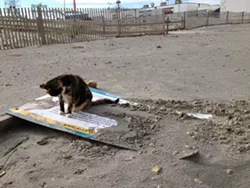 CAT FRIDAY: The cats of Superstorm Sandy