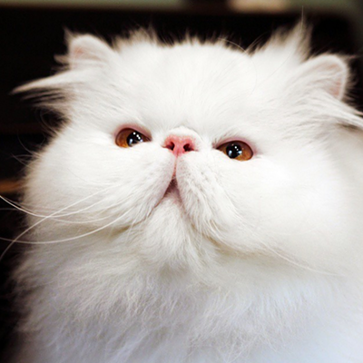 CAT FRIDAY: The world's latest cat stars — Pompous Albert and Brimley