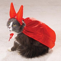 CAT FRIDAY: These cats are ready for Halloween. Are you?