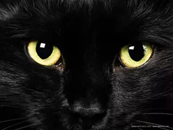 CAT FRIDAY: Today is Black Cat Appreciation Day!