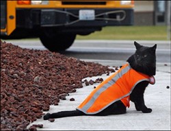 CAT FRIDAY: Top cat stories of 2012