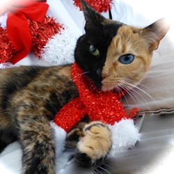 CAT FRIDAY: Top cat stories of 2012