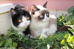 CAT FRIDAY: We love Pokey, Grumpy Cat's brother