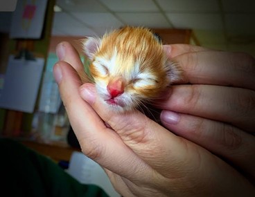 CAT FRIDAY WEDNESDAY: SHS hosts a baby shower Friday for the tiniest spring arrivals — kittens!