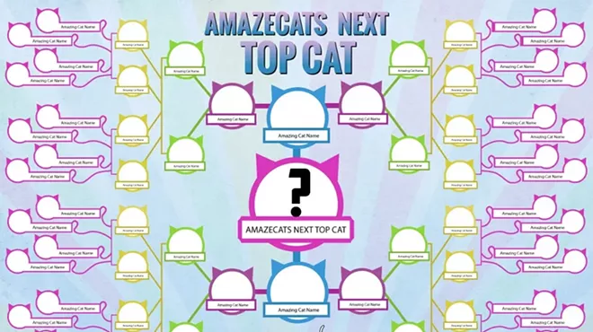 Image: CAT FRIDAY: Who's going to be the Internet's next famous cat?