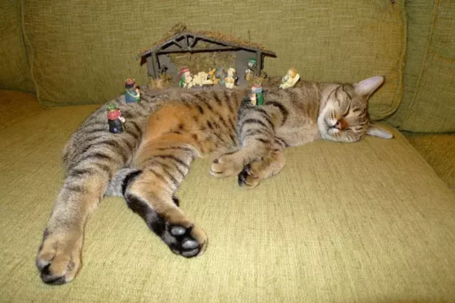 Cats! Inspired by cats!