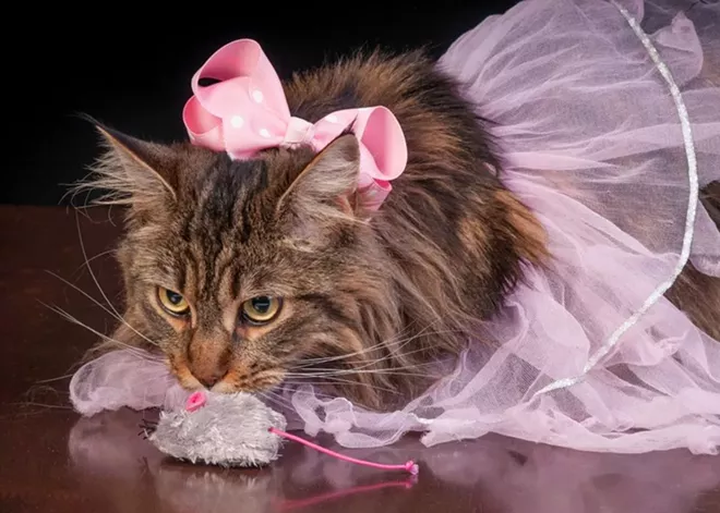 CAT FRIDAY: Results of the Halloween Cats Photo Contest