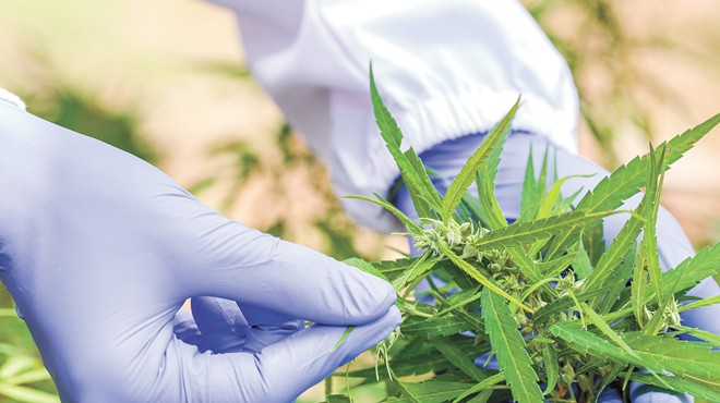 DEA is allowing more research of cannabis, but some silly roadblocks remain