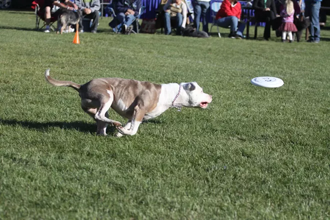 pitbullclosingin.webp