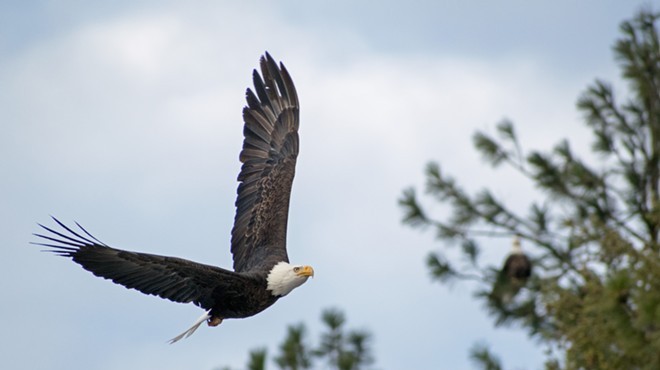 Eagle Watching Tours