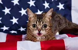 ELECTION DAY: Cats who want you to vote!