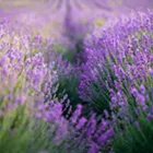 Image: Evening Light Lavender Festival 2025
