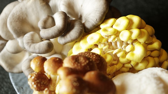 Family-owned Gem State Mushrooms produces tantalizing crops year-round