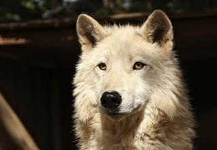 Federal judge will not block Idaho wolf-hunting derby