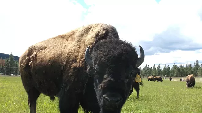 Image: Feed the Bison